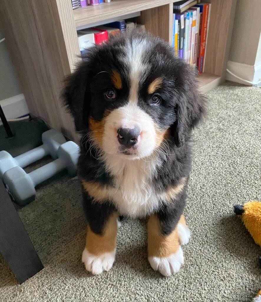 Bernese Mountain Dog Puppies for Sale