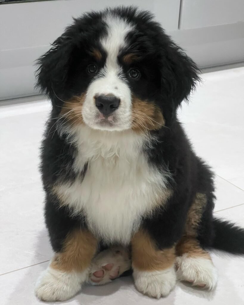 bernese mountain puppies for sale