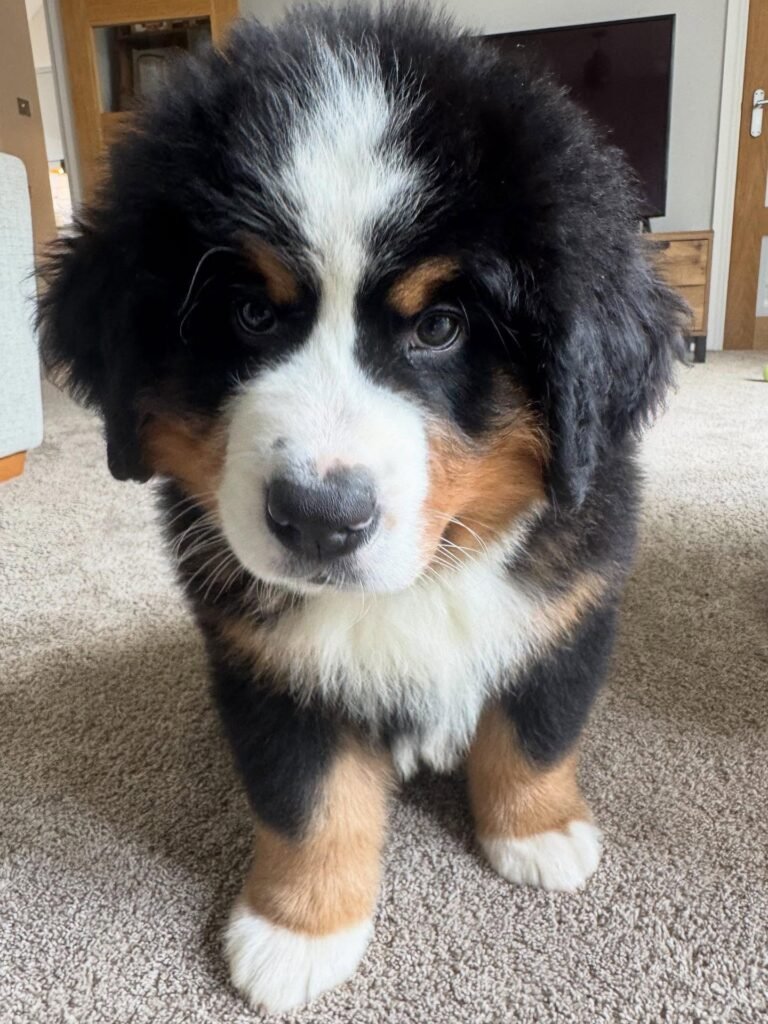 Bernese mountain dog for sale