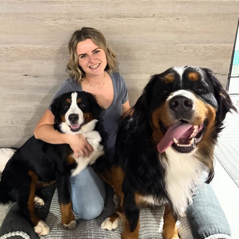 Bernese Mountain Dog Puppy