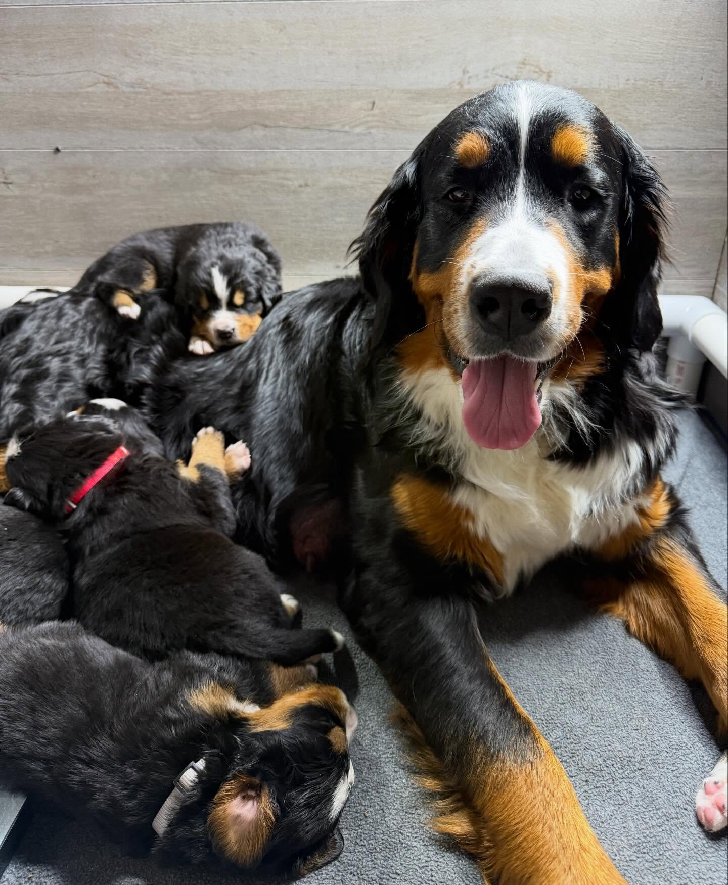 Great bernese mountain dog for sale