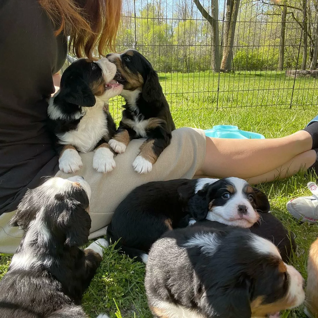 Mini Bernese Mountain Dog Puppies for Sale