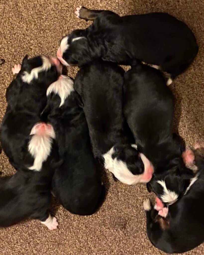 Bernese Mountain Dog Best Breeders