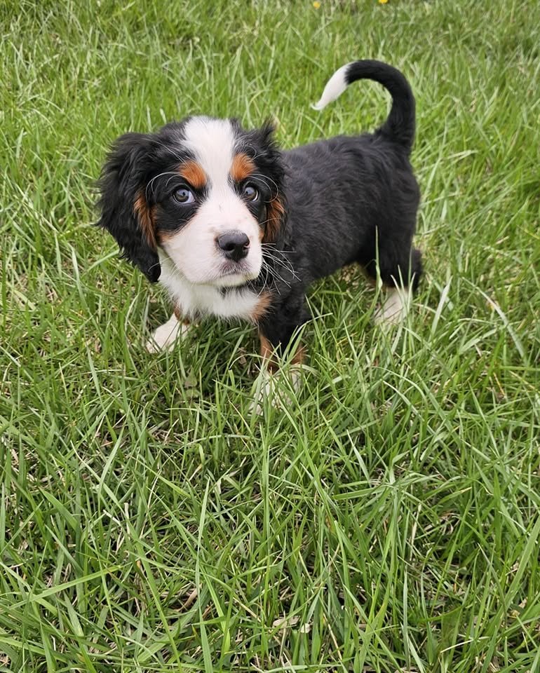 Mini Bernese Mountain Dog Puppies for Sale