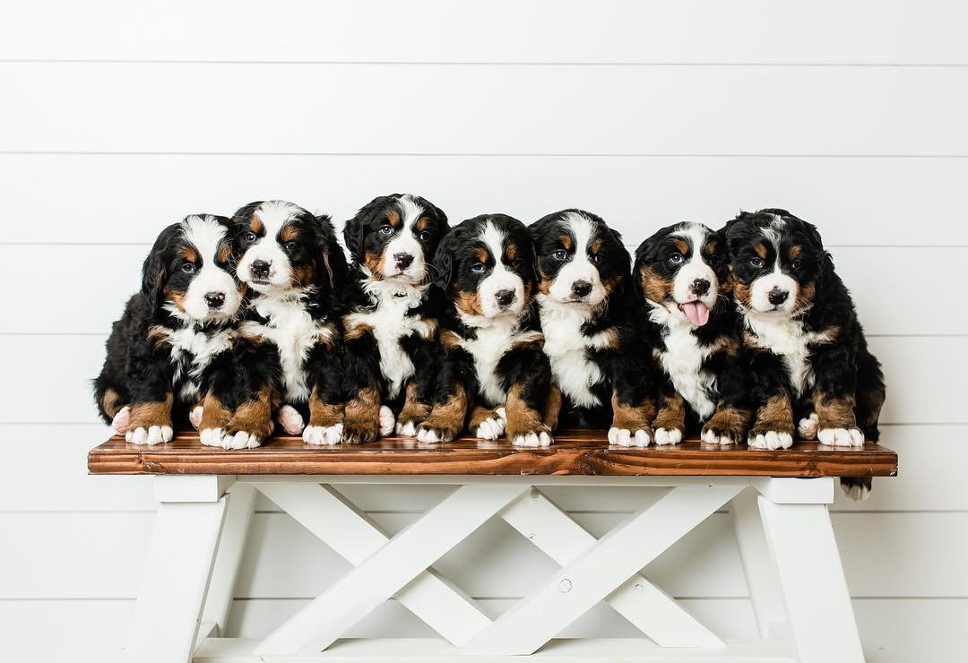 Buy Bernese Mountain Dog